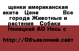 щенки американская акита › Цена ­ 30 000 - Все города Животные и растения » Собаки   . Ненецкий АО,Несь с.